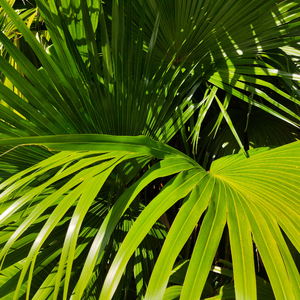 日韩人妻无码精品久久免费一
